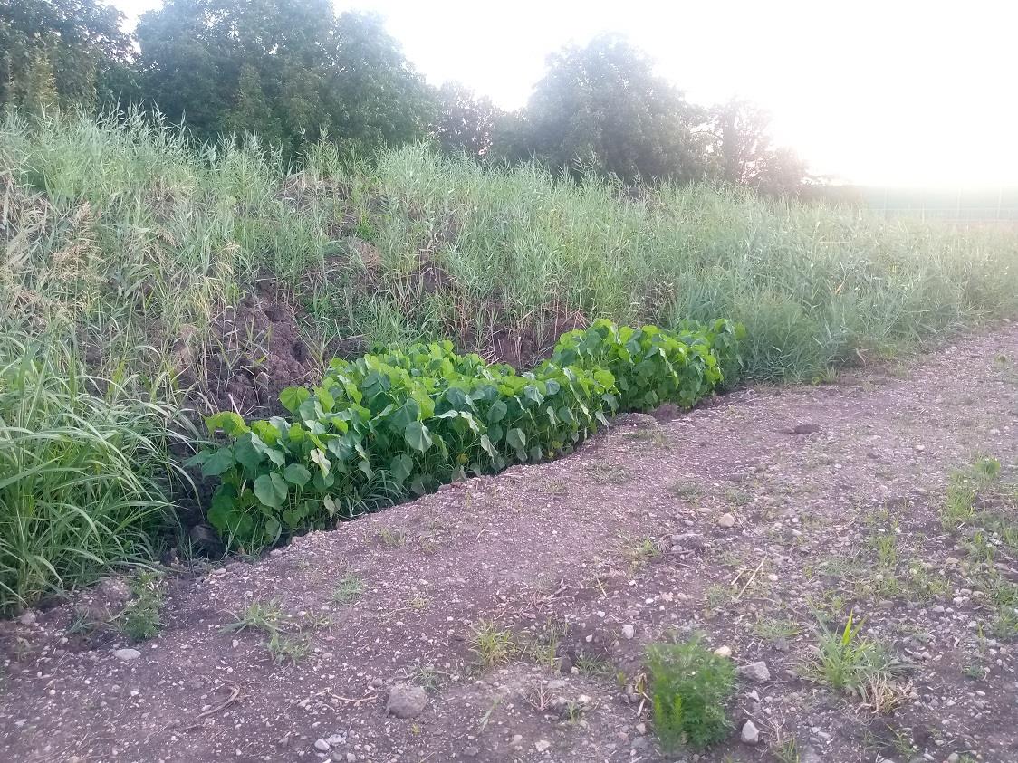 Фото №1: Земельный участок 5 сот. - Пластуновская, ул. Средняя, 36