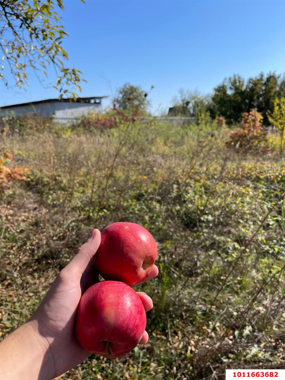 Фото №2: Участок садоводство 6 сот. - Железнодорожник-3, Карасунский внутригородской округ, ул. Земляничная, 591
