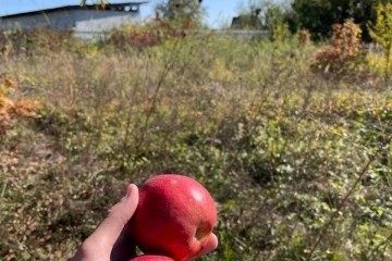 Фото №3: Участок садоводство 6 сот. - Железнодорожник-3, мкр. Карасунский внутригородской округ, ул. Земляничная