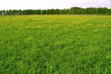 Фото №2: Коммерция 200 м² - Ленина, мкр. территория ДНТ Виктория, ул. Казачья, 2А