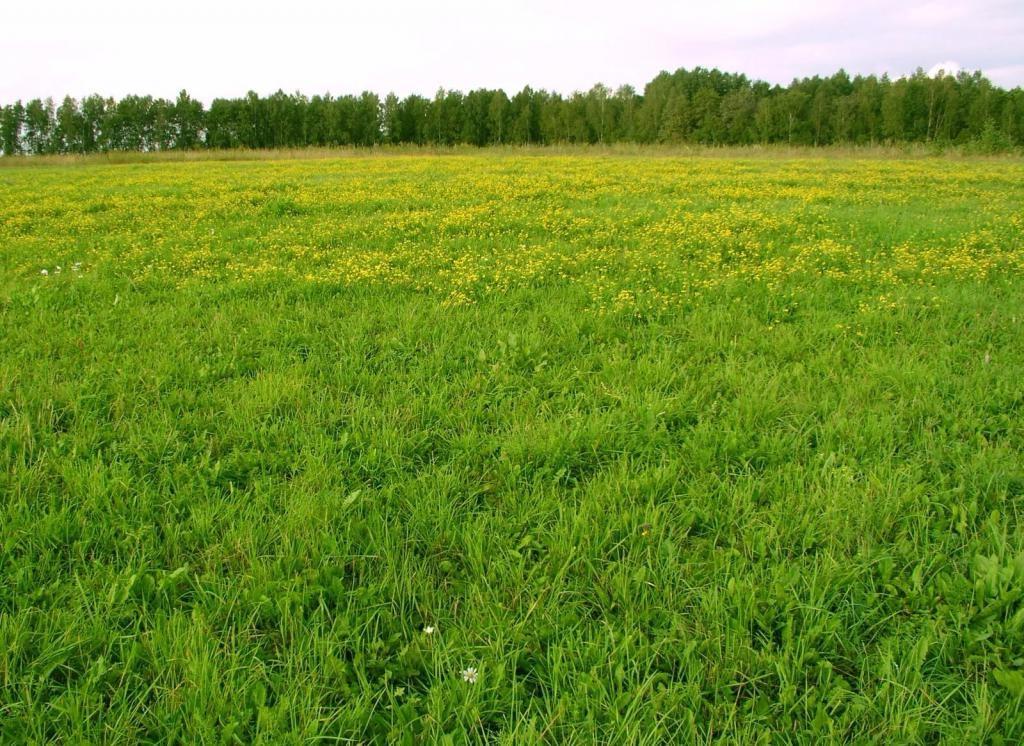 Фото №2: Коммерция 200 м² - Ленина, Карасунский внутригородской округ, мкр. территория ДНТ Виктория, ул. Казачья, 2А