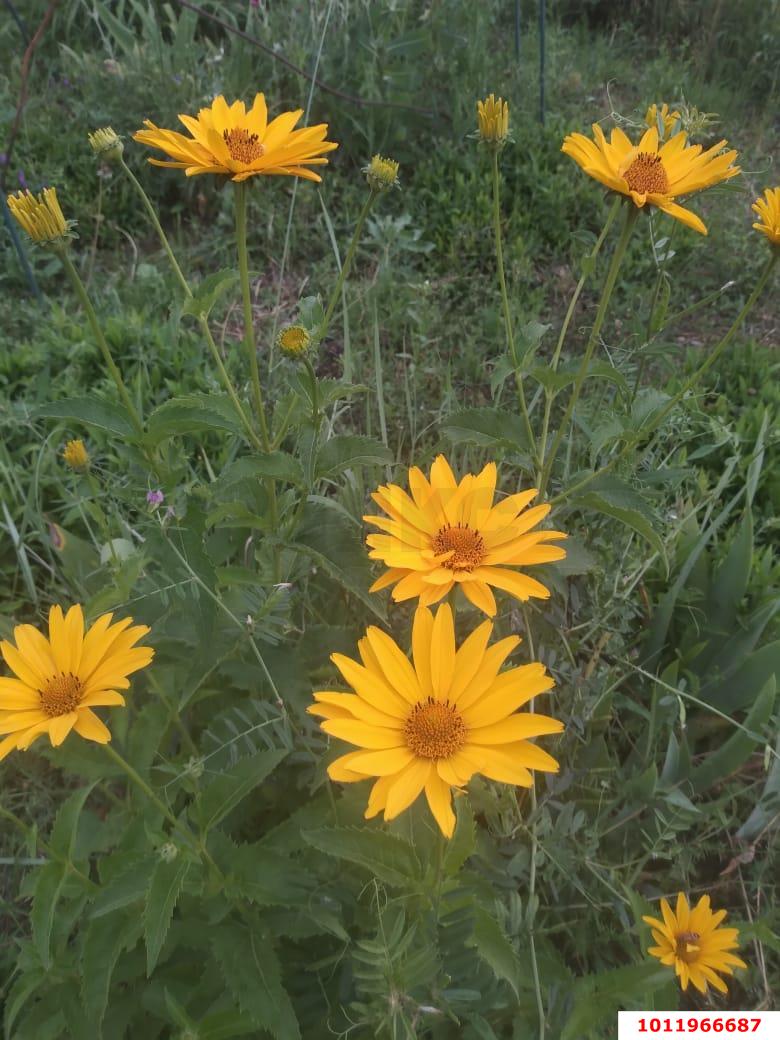 Фото №13: Дом 135 м² + 14 сот. - Новодмитриевская, ул. Речная, 10Б