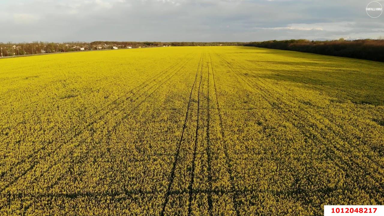 Фото №5: Коммерческая земля 260 сот. - Краснодарский край Динской район