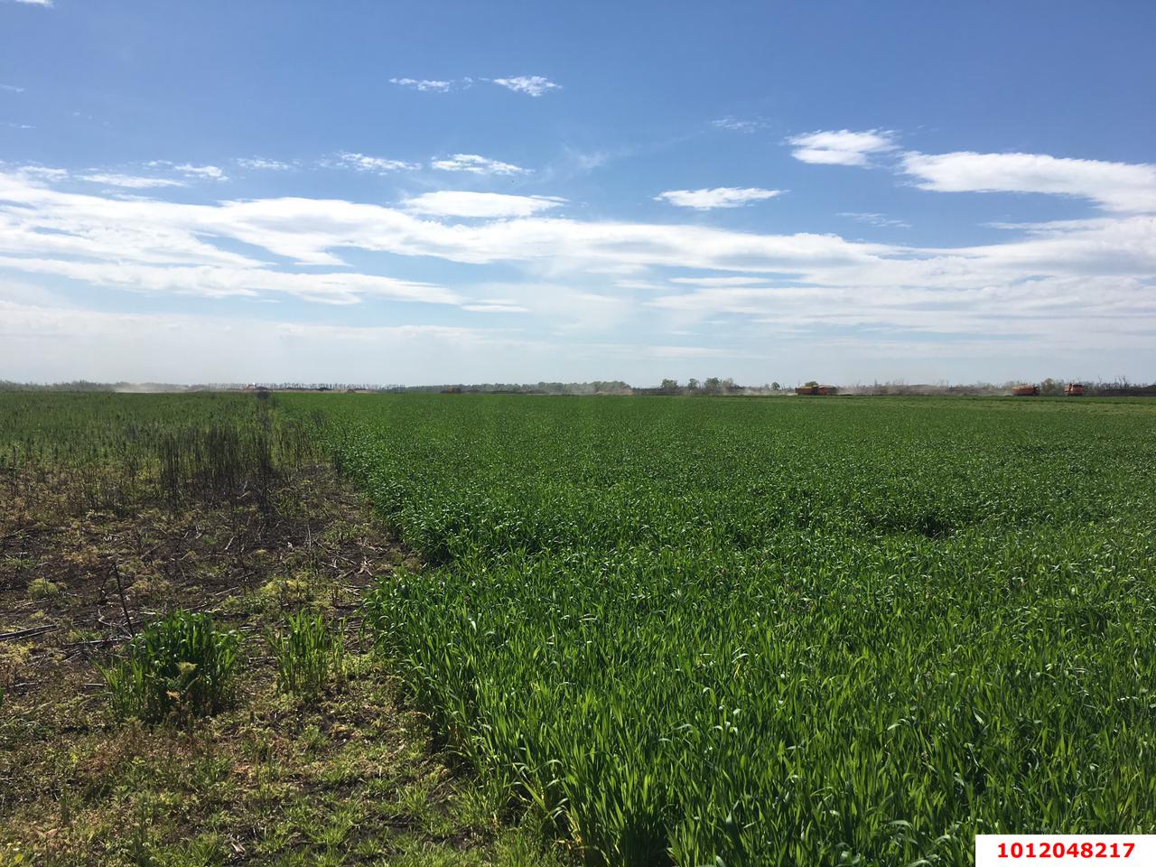 Фото №2: Коммерческая земля 260 сот. - Краснодарский край Динской район