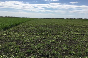 Фото №1: Коммерческая земля 260 сот. - Краснодарский край Динской район