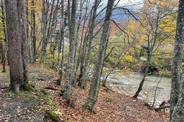 Фото №3: Коммерческая земля 200 сот. - Гуамка, ул. Весёлая, 52