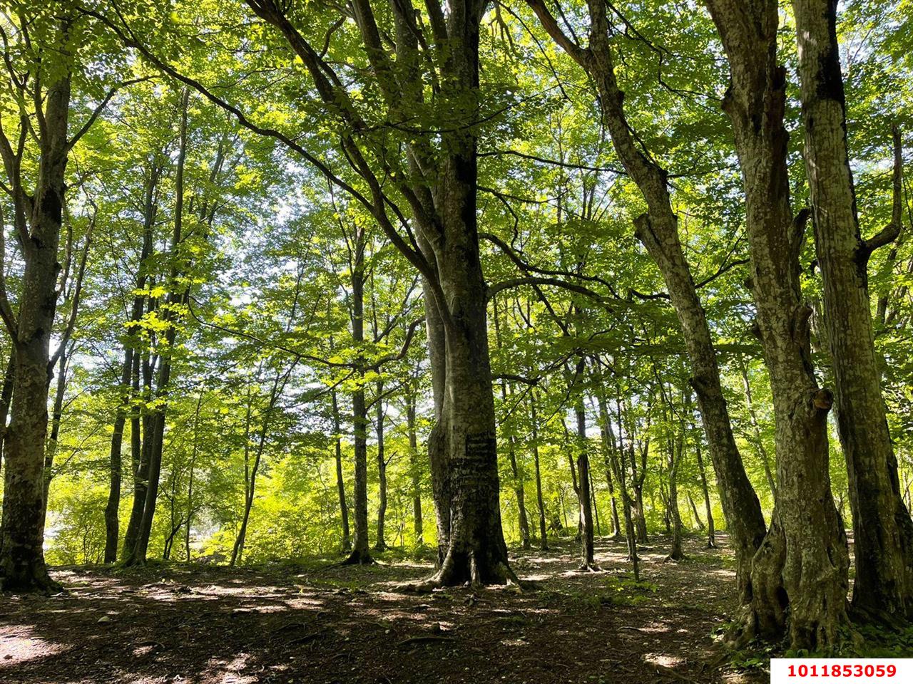 Фото №10: Коммерческая земля 200 сот. - Гуамка, ул. Весёлая, 52