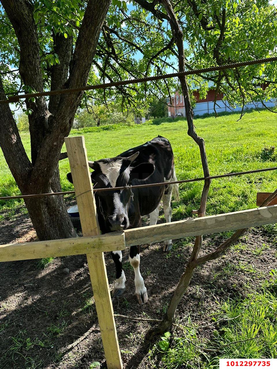 Фото №6: Дом <span class="whitespace-nowrap">80 м²</span> <span class="whitespace-nowrap">+ 18.7 сот.</span>, <span class="whitespace-nowrap">1 эт.</span> - Шенджий, ул. Советская, 8