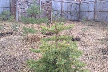 Фото №1: Участок садоводство 6.21 сот. - Елизаветинская, ст Прикубанье, ул. Рябиновая