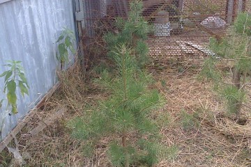 Фото №4: Участок садоводство 6.21 сот. - Елизаветинская, ст Прикубанье, ул. Рябиновая