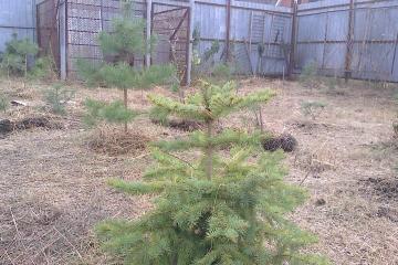 Фото №1: Земельный участок 6.21 сот. - Елизаветинская, ст Прикубанье, ул. Рябиновая