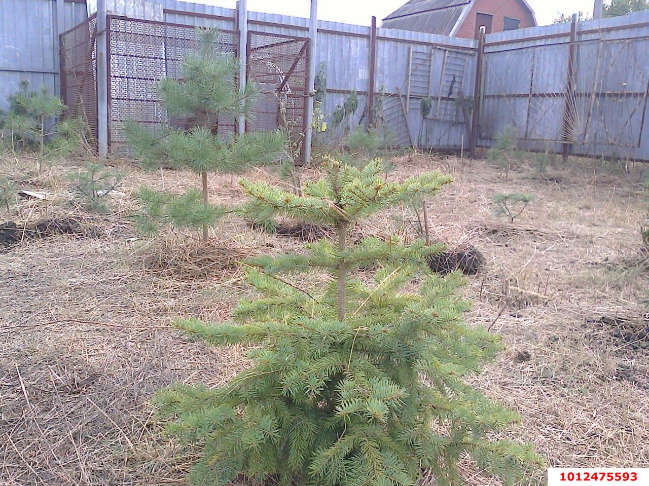 Фото №1: Участок садоводство 6.3 сот. - Елизаветинская, Прикубанье, ул. Рябиновая