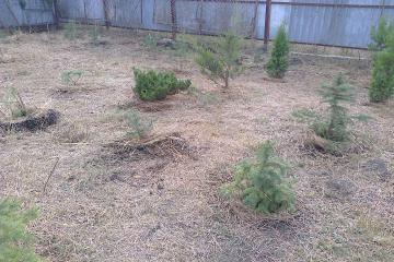 Фото №3: Земельный участок 6.3 сот. - Елизаветинская, ст Прикубанье, ул. Рябиновая