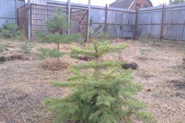 Фото №1: Земельный участок 6.3 сот. - Елизаветинская, ст Прикубанье, ул. Рябиновая