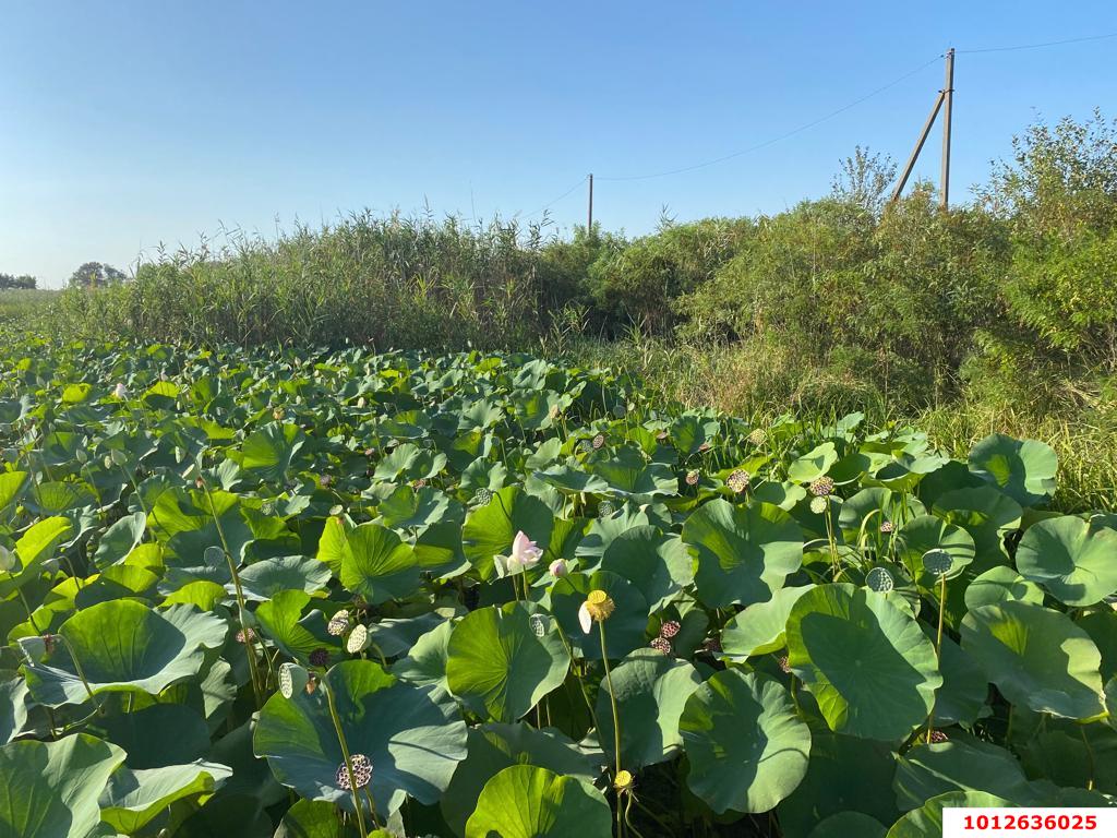 Фото №7: Личное подсобное хозяйство - садовое некоммерческое товарищество Авиатор, мкр. Прикубанский внутригородской округ, ул. Тенистая, 83