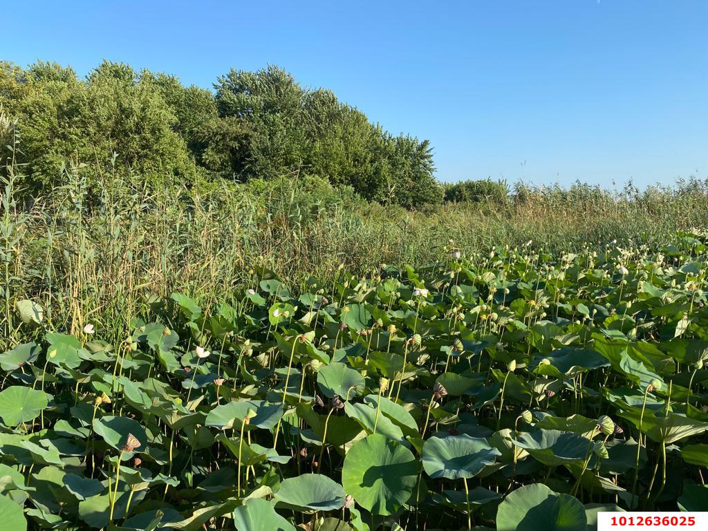 Фото №6: Личное подсобное хозяйство - садовое некоммерческое товарищество Авиатор, мкр. Прикубанский внутригородской округ, ул. Тенистая, 83