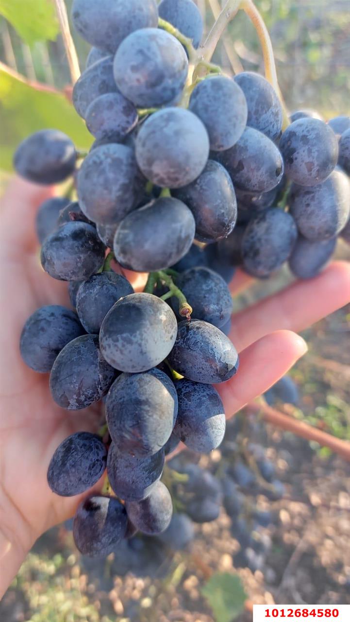 Фото №20: Дом 68 м² + 13 сот. - Копанской, Прикубанский внутригородской округ, ул. Победы