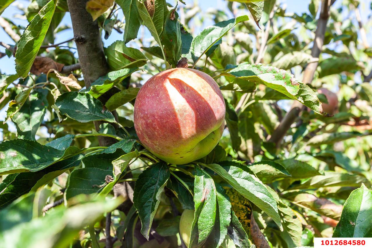 Фото №18: Дом 68 м² + 13 сот. - Копанской, мкр. Прикубанский внутригородской округ, ул. Победы