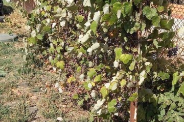 Фото №3: Дом 46 м² - Новомышастовская, ул. Краснодарская, 33