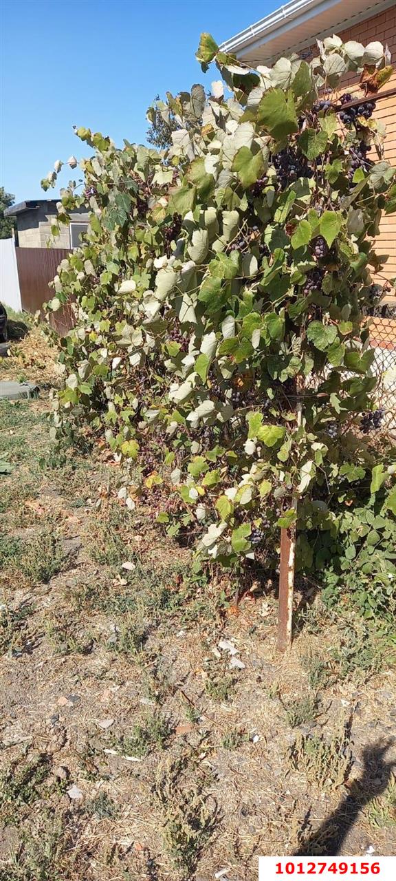 Фото №3: Дом 46 м² + 15 сот. - Новомышастовская, ул. Краснодарская, 33