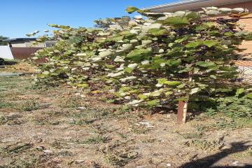 Фото №3: Дом 46 м² - Новомышастовская, ул. Краснодарская, 33