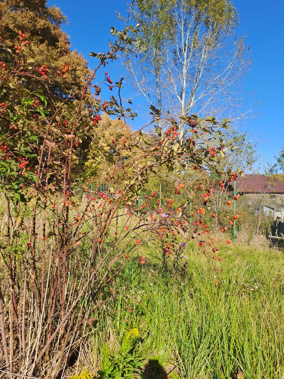 Фото №7: Дом 41 м² + 15 сот. - Октябрьский, ул. Советская, 21