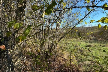 Фото №5: Земельный участок под ИЖС 9.37 сот. - Шабановское, ул. Лесная, 3