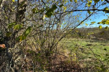 Фото №5: Земельный участок 9.37 сот. - Шабановское, ул. Лесная, 3