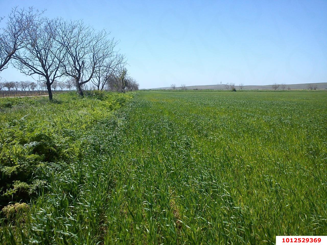 Фото №2: Личное подсобное хозяйство - Новый Сад