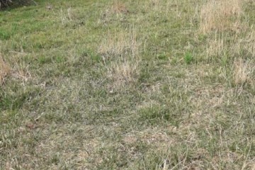 Фото №3: Личное подсобное хозяйство 19 сот. - Кучугуры, ул. Киевская, 3