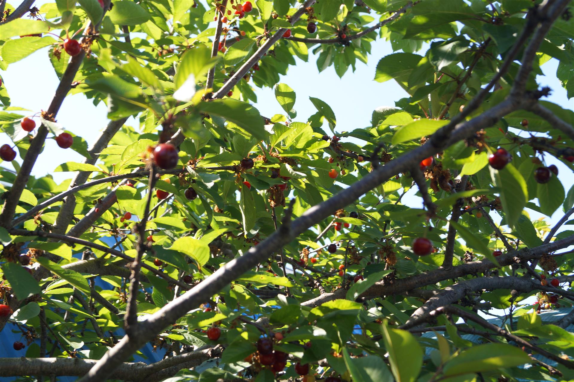 Фото №19: Дом 196 м² + 10 сот. - Супсех, ул. Садовая, 74