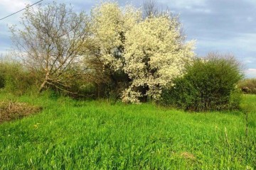 Фото №4: Земельный участок под ИЖС 10.3 сот. - Платнировская, ул. Северная, 2