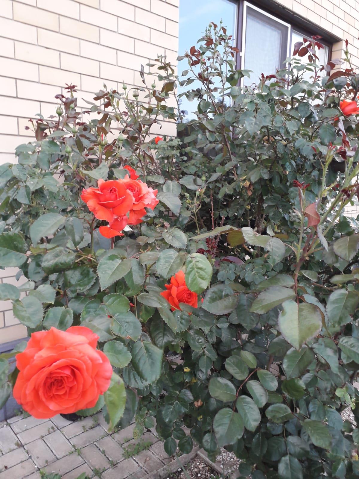 Фото №8: Дом 121 м² + 10.05 сот. - СНТ Радуга, мкр. Прикубанский внутригородской округ, ул. Кубанская