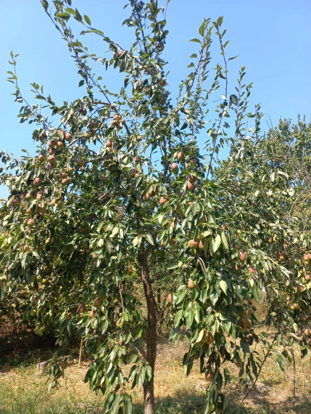 Фото №10: Дом 67 м² + 52.8 сот. - Псейтук, ул. Совмена