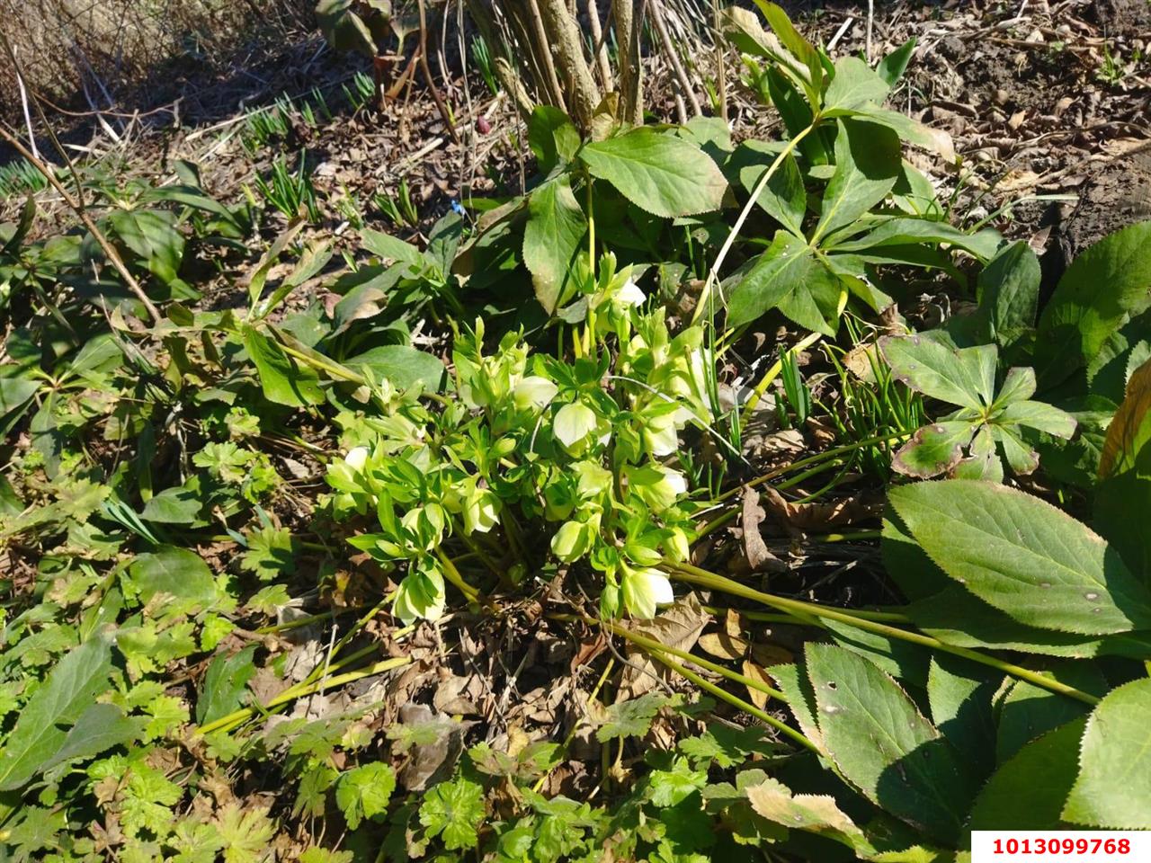 Фото №11: Дом 24 м² + 5.5 сот. - Электрон, мкр. Карасунский внутригородской округ, ул. Ореховая, 1
