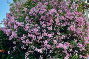 Фото №5: Дом 39 м² - Нововеличковская, ул. Красноармейская, 17