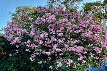 Фото №5: Дом 39 м² - Нововеличковская, ул. Красноармейская, 17