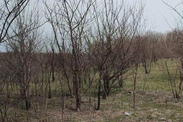 Фото №3: Земельный участок под ИЖС 16.17 сот. - Свободный, 