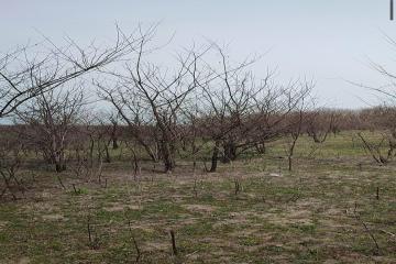 Фото №3: Земельный участок 16.17 сот. - Свободный, 