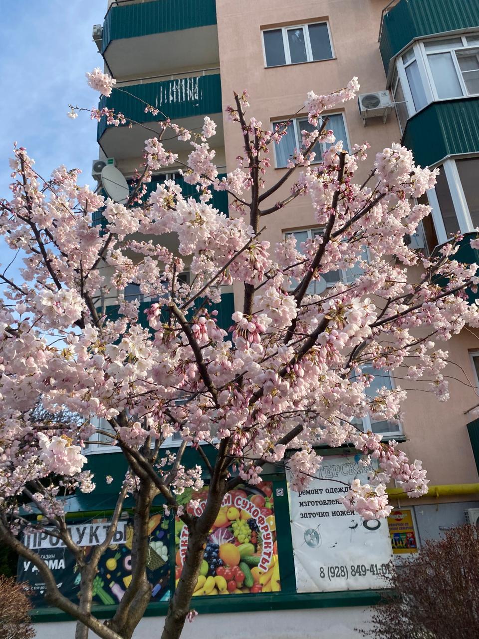 Фото №7: 1-комнатная квартира 40 м² - Яблоновский, мкр. жилой комплекс Солнечный, ул. Солнечная, 55/1к9