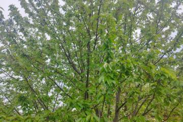 Фото №4: Земельный участок 20 сот. - Ленинский, ул. Солнечная, 2