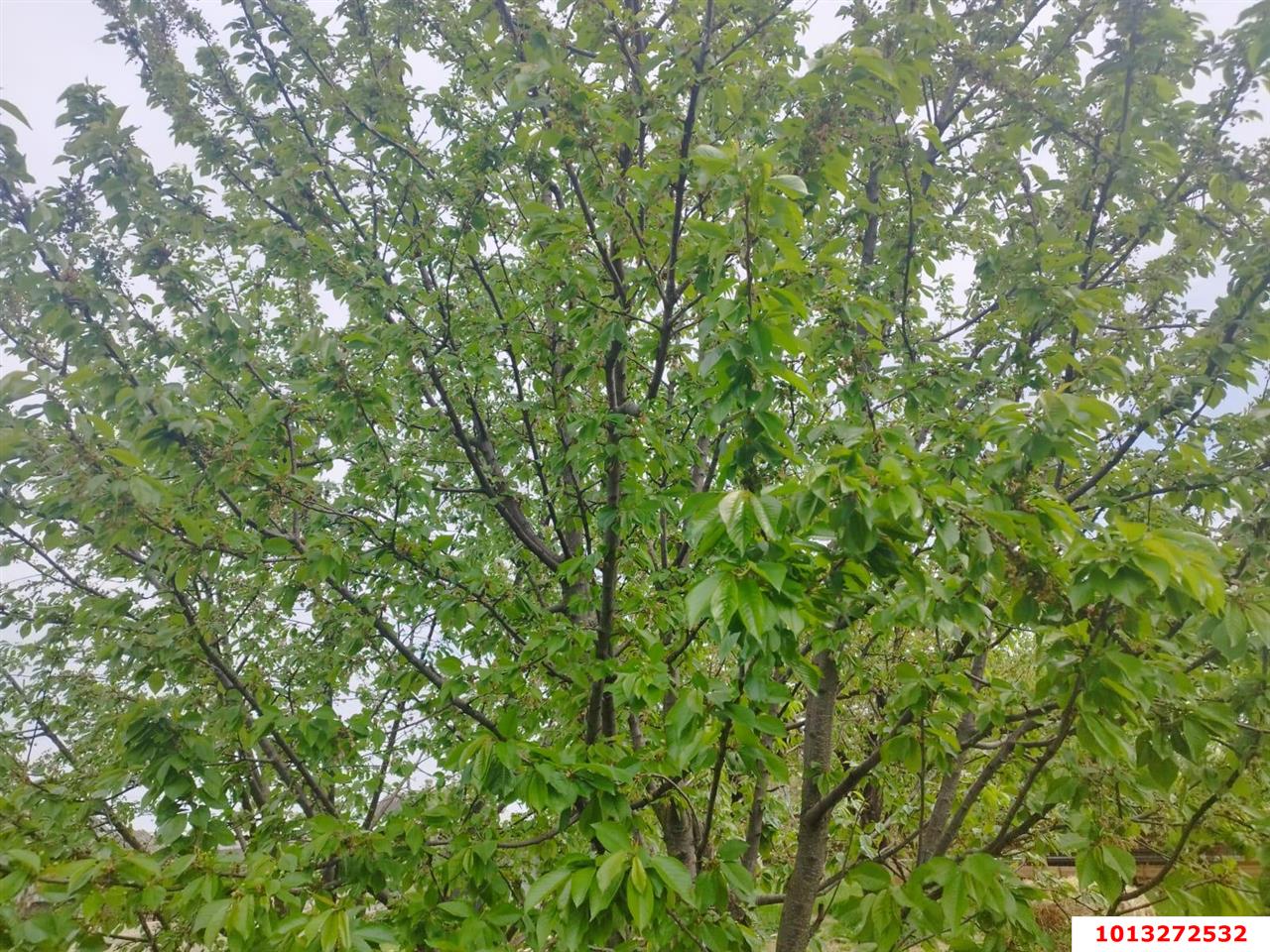 Фото №4: Земельный участок под ИЖС - Ленинский, ул. Солнечная, 2