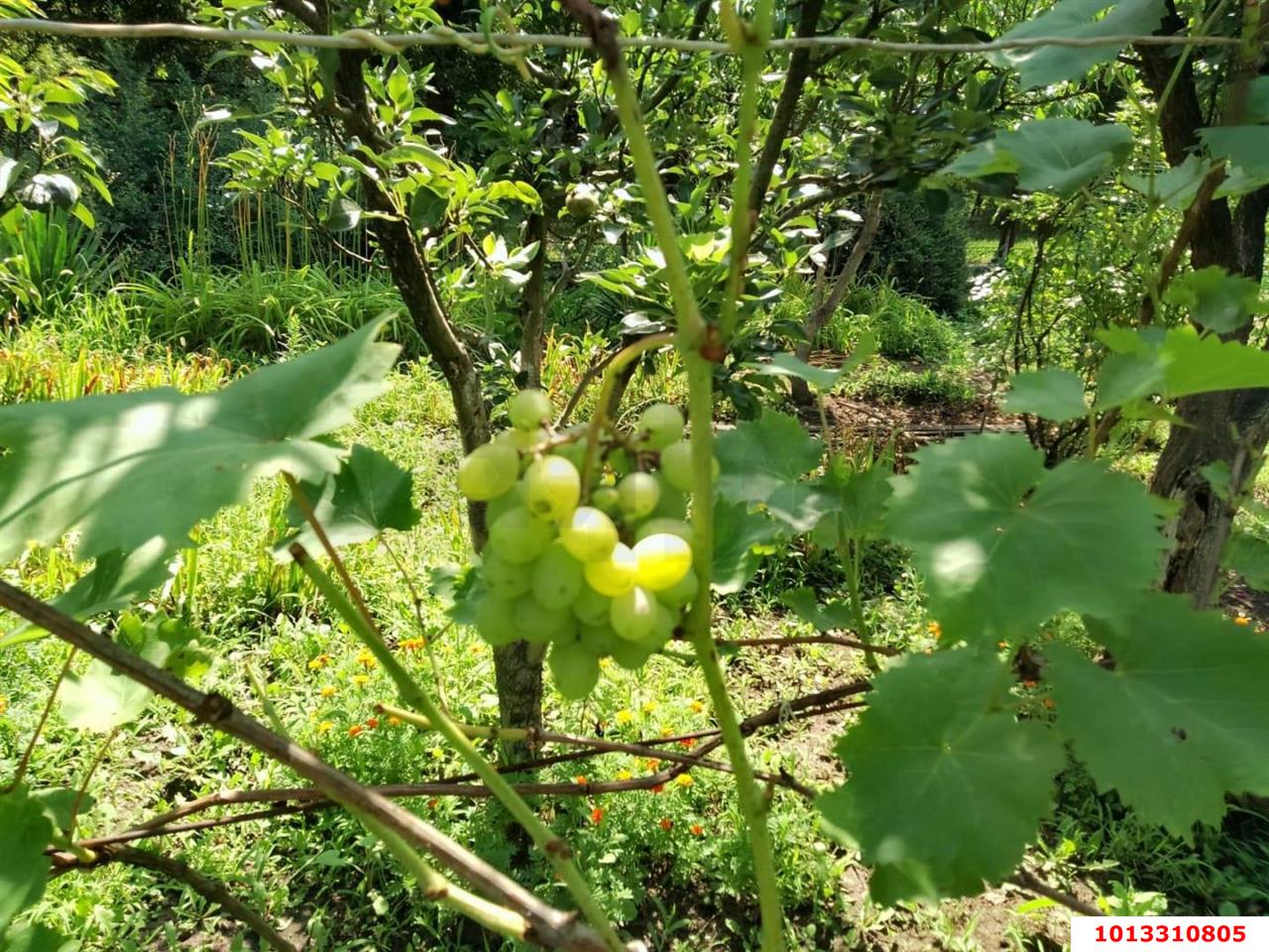 Фото №12: Земельный участок под ИЖС 41.1 сот. - Кубанское Яблоко, Прикубанский внутригородской округ