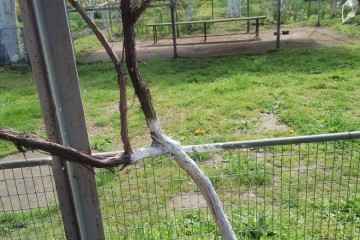 Фото №5: Земельный участок под ИЖС 41.1 сот. - Кубанское Яблоко, мкр. Прикубанский внутригородской округ, 