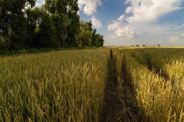 Фото №3: Коммерция 500 м² - Андреевская, ул. Центральная, 28