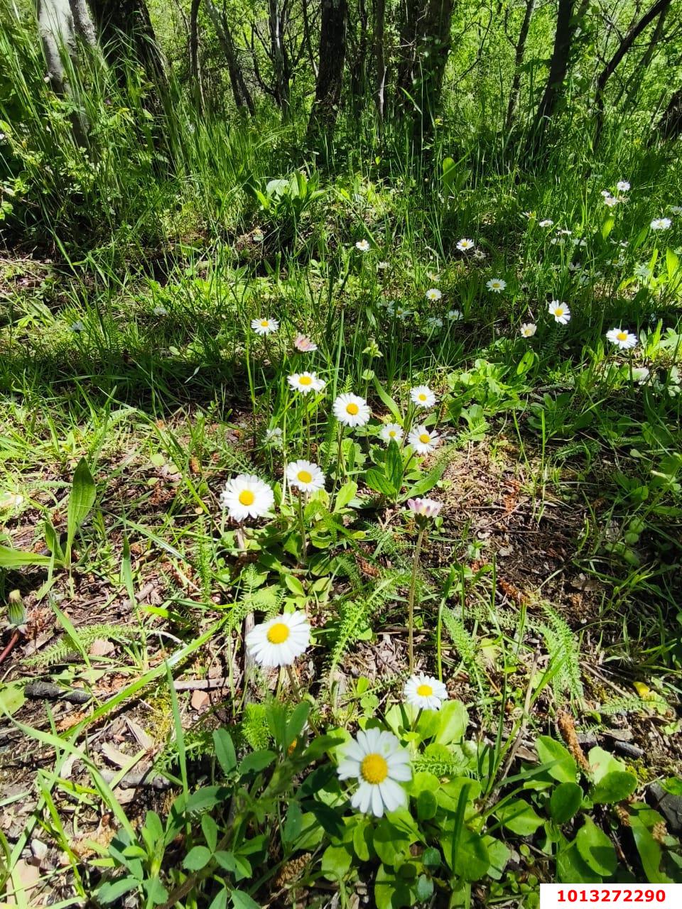 Фото №3: Земельный участок под ИЖС - Горячий Ключ, мкр. Городская Больница, ул. Целинная, 23
