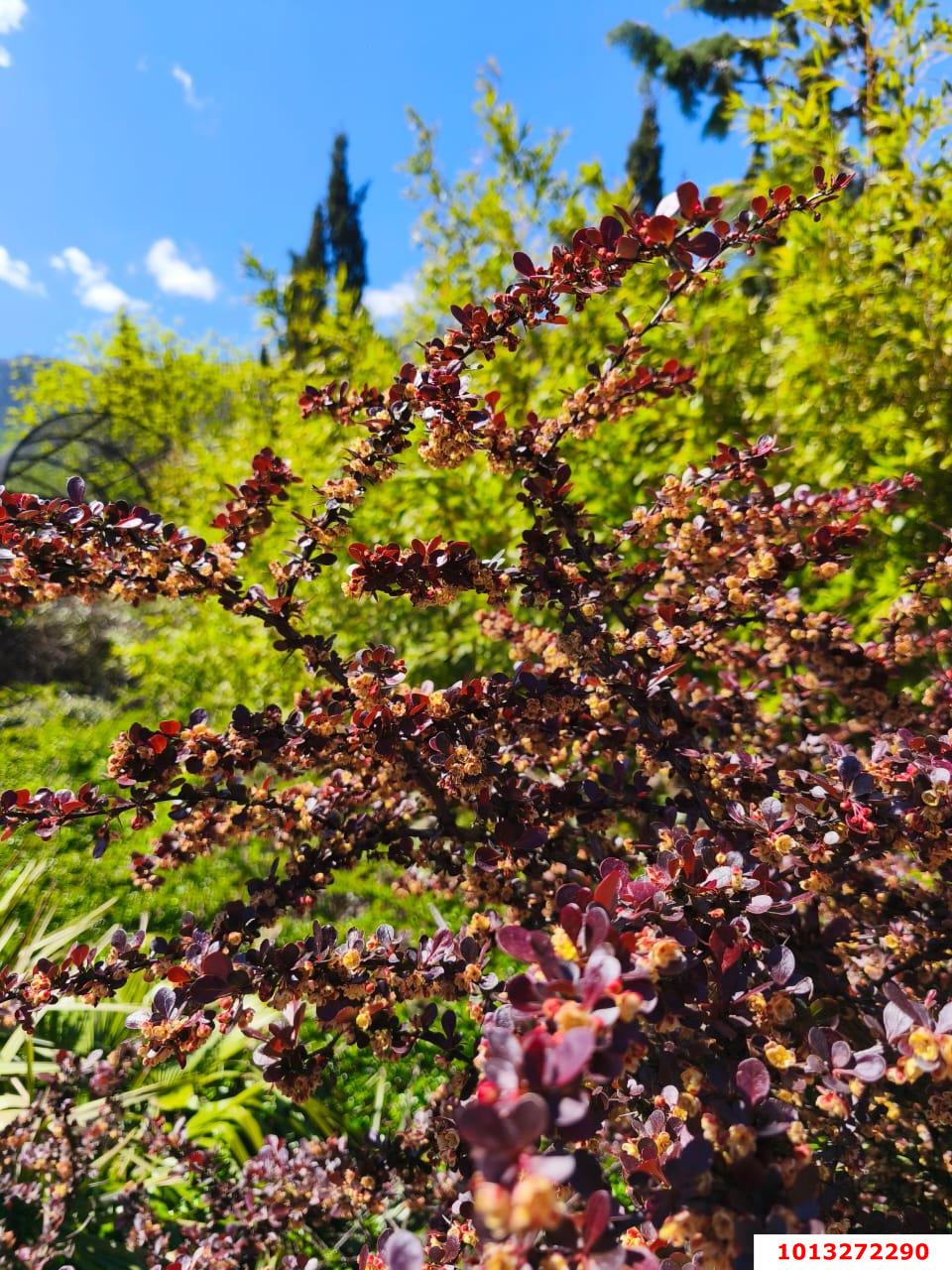 Фото №4: Земельный участок под ИЖС 10 сот. - Горячий Ключ, Городская Больница, ул. Целинная, 23