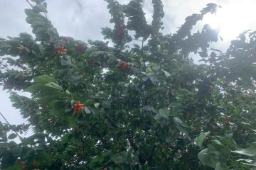 Фото №4: Земельный участок 4 сот. - Краснодар, ст Животновод, ул. Грушевая