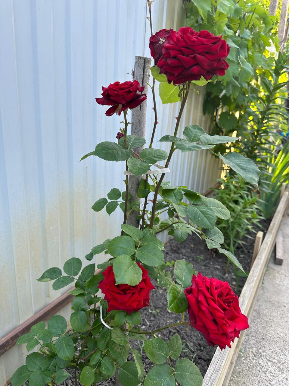 Фото №18: Дом 91 м² + 6.2 сот. - Елизаветинская, Прикубанский внутригородской округ, ст Башмачок, ул. Клубничная, 90