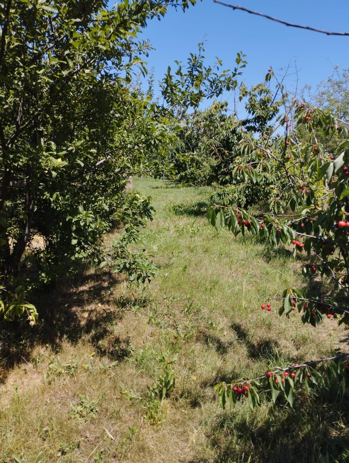 Фото №11: Коммерция 22 м² - Старонижестеблиевская, ул. Мира, 243